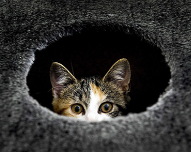 Những chú mèo thích chơi trốn tìm