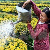 Đồng Tháp: Cúc mâm xôi đắt hàng, các nhà vườn thu lãi lớn