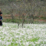 Dân "trốn" Tết, du lịch được mùa