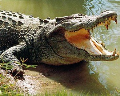 Cá sấu trăm tuổi báo phì chết vì... ăn quá nhiều