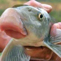 Điểm mặt 3 món ăn bình dân của Vua chúa thời xưa