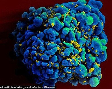Tìm ra vắc xin phòng HIV? 