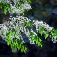 Hoa sưa phủ tuyết trên đường phố Hà Nội