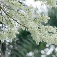 Đẹp ngỡ ngàng mùa hoa sưa "phủ tuyết" trên phố Hà Nội