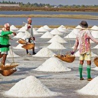 Lo vụ muối mới