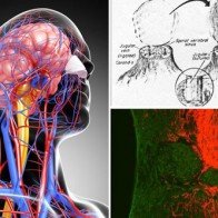 Tranh cãi về tuyên bố cấy ghép đầu người vào năm 2017