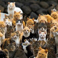 Khám phá "hòn đảo mèo" thú vị, đặc biệt tại Nhật Bản