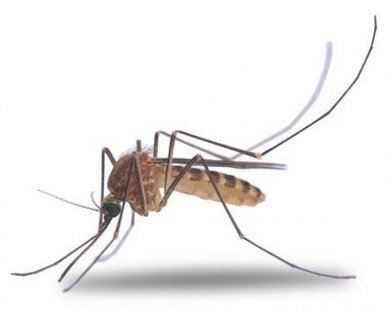 Mẹo diệt muỗi không cần dùng hóa chất độc hại