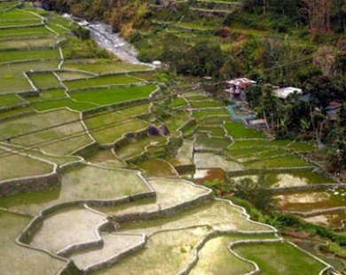 Ruộng bậc thang 2.000 năm tuổi ở Philippines