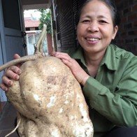 Đào được củ đậu 'khủng' 15kg tại Hải Phòng