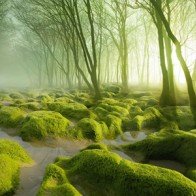 Những khu rừng đẹp như cổ tích