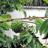 Mua bán nông sản lạ: Ai là người hưởng lợi?