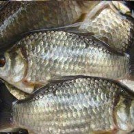 Làm món canh cá diếc nấm hương cực bổ cho mẹ bầu