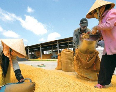 Giá lúa gạo Việt Nam: Vì sao lại thấp?