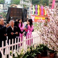 Sắp tổ chức Lễ hội hoa Anh đào Hạ Long 2015 tại Quảng Ninh