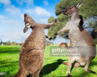 Australia thúc đẩy xuất khẩu thịt kangaroo ra thế giới