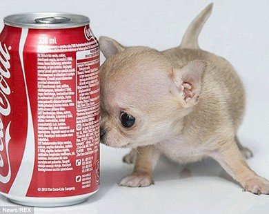 Chú chó Chihuahua dễ thương, nhỏ nhất thế giới