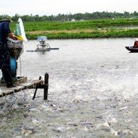 Cá tôm "đi đâu" khi giá giảm sâu?