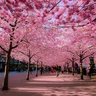 Rực rỡ sắc hoa anh đào khắp Nhật Bản