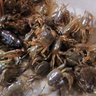 Những điều phụ nữ mang thai cần biết khi ăn thủy hải sản