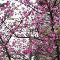 Lễ hội Hoa Anh đào sẽ diễn ra ở Hoàng thành Thăng Long