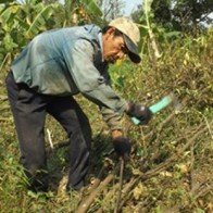 Hậu Giang: Nhiều nơi đốn sạch cam sành
