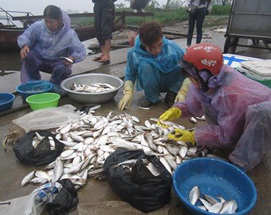 Bắt cá mòi thu tiền triệu mỗi ngày: “Lộc trời” trên sông