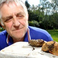 Kì lạ loài ốc sên ăn thịt ở Anh