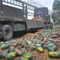 Xót lòng dưa hấu bán 1.000 đồng/kg gần cửa khẩu