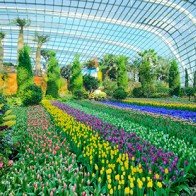 Supertrees, Cloud Forest: - Khu vườn nhân tạo đẹp nhất Singapore