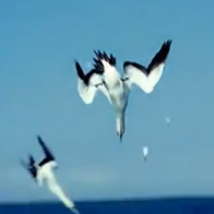 Màn phối hợp săn mồi cực đỉnh của đàn hải âu