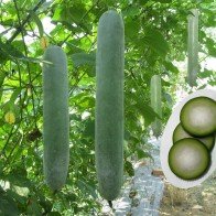 Khám phá bài thuốc chữa bệnh từ bí đao