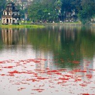 Hoa lộc vừng nở đỏ rực hồ Gươm