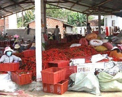 Bình Định: Giá ớt tăng hơn chục lần năm ngoái