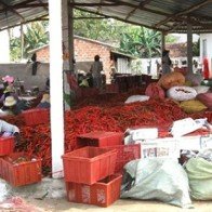 Bình Định: Giá ớt tăng hơn chục lần năm ngoái