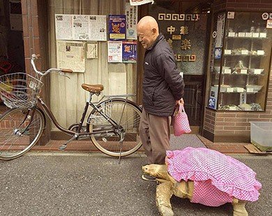 Người đàn ông dắt rùa khổng lồ đi dạo khắp Tokyo