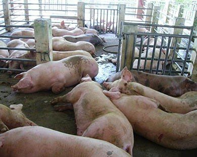 Đồng Nai: Bắt quả tang cơ sở bơm nước và thuốc an thần vào lợn