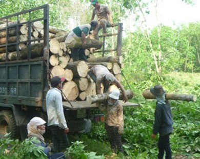 Nông dân chặt bỏ cây cao su vì giá mủ rớt thảm hại