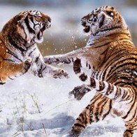 Trải nghiệm dịch vụ ngủ cùng hổ ở Nga