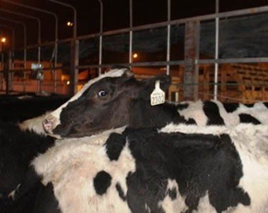 400 con bò giống Úc bay về Việt Nam 'tiếp sức' cho Vinamilk
