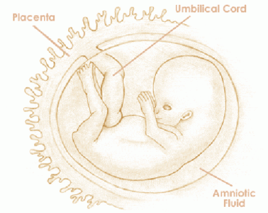 Mang thi tuần thứ 10 và sự phát triển của thai kỳ