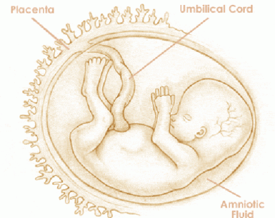Mang thai tuần thứ 12 và sự phát triển của thai kỳ