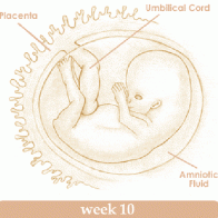 Mang thi tuần thứ 10 và sự phát triển của thai kỳ