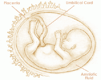 Mang thai tuần thứ 13 và sự phát triển của thai kỳ