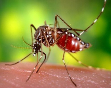 Tại sao muỗi lại cực 