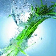 6 loại rau tốt cho bộ não của trẻ