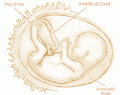 Mang thai tuần thứ 15 và sự phát triển của thai kỳ