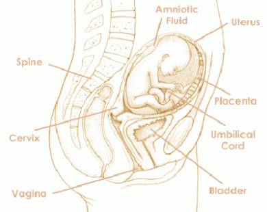 Mang thai tuần thứ 17 và sự phát triển của thai kỳ