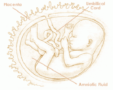 Mang thai tuần thứ 18 và sự phát triển của thai kỳ
