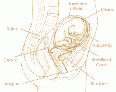 Mang thai tuần thứ 16 và sự phát triển của thai kỳ